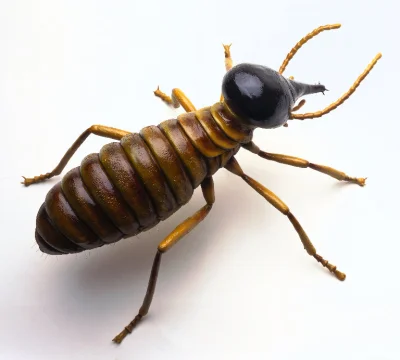 lurkujacy - @fifny_szczun: Spawanie termitem
pic rel