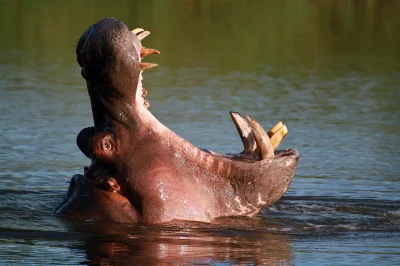 marcepanina - @drugsorbrain: nie wiem dlaczego, ale jak słyszę hipopotam to aż mnie d...
