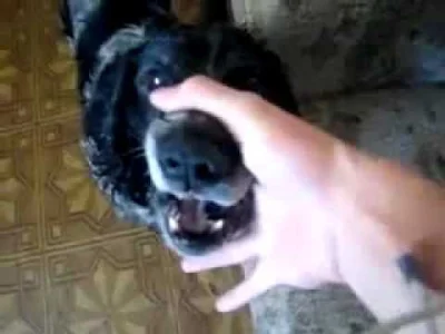 simperium - @Pachlak: coś ci się pomyliło. Ten pies robi dubstepy gębowe.