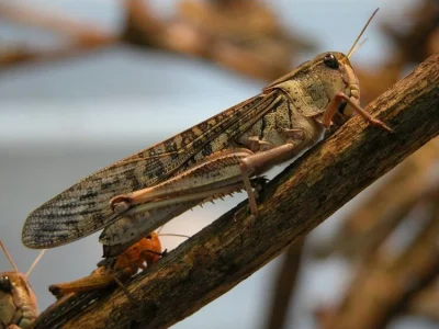 Sojerr - @Jarczur:

7. Przylatuje Locusta migratoria znana szerzej jako szarańcza węd...