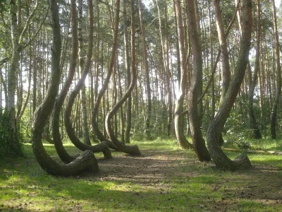 neveragain - Krzywy Las – pomnik przyrody o powierzchni ok. 1,7 ha, znajdujący się w ...