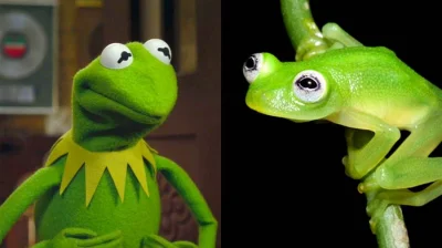 S.....1 - Nowy gatunek żaby wygląda jak kermit z muppetów. #heheszki #zaby #biologia