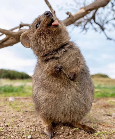 aloszkaniechbedzie - #quokkanadzis #quokka #zwierzaczki └[⚆ᴥ⚆]┘