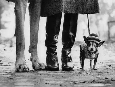 lesnyczlek - New York, 1974
"Felix, Gladys and Rover" 
Fot. Elliott Erwitt
Co ciek...