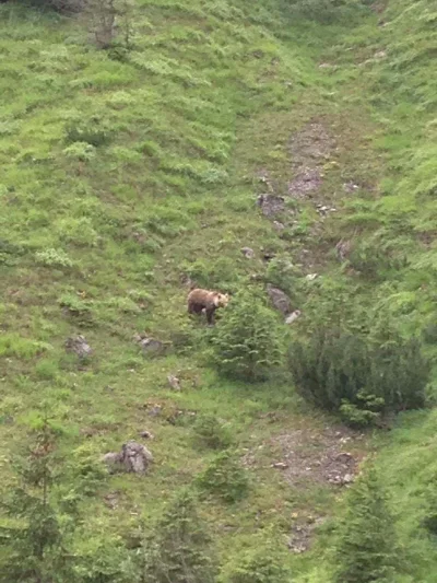 M4h00n - A wy jak tam po weekendzie? Bo ja wczoraj spotkałem misia pysia w #tatry 

S...