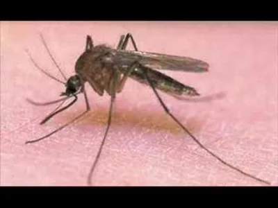 Krystianek2k01 - 1 plus = 1 #!$%@?ąk mniej

#gownowpis #owady #komary ##!$%@?ąki #wrr...