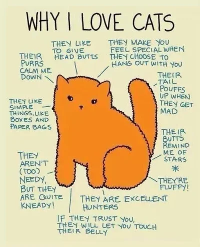 P.....f - dlaczego kocham #koty

#pantografspamujeobrazkami