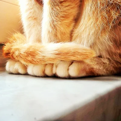 kamyk_ - Nie ma to jak przykryć łapki ogonkiem po mroźnym spacerku 
#pokaznogi #koty