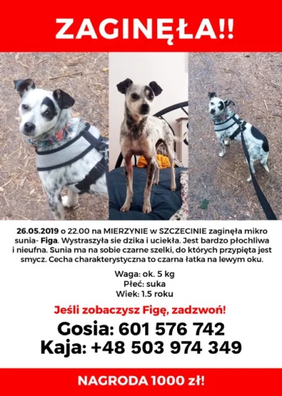 podlysyn - W Szczecinie Moim znajomym zaginął pies w niedziele 26 maja 2019. 
Biało-...