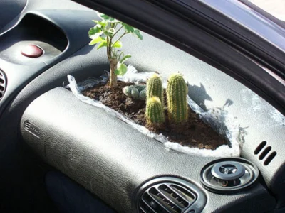JanSkrzetuski - Jakie rośliny będą dobre do hodowania w samochodzie?
#samochody #mot...