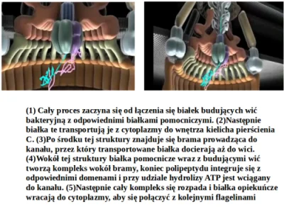 bioslawek