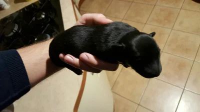 inrzynier - Plusujcie mojego nowego pieseła, ma cztery dni i już jest gruby, zupełnie...