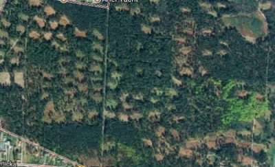widmo82 - Tak walczą leśnicy o przychód, nie z kornikiem:
https://www.google.pl/maps...
