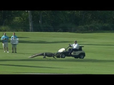 lyjzer - @sicknature: najwidoczniej aligatory interesują się golfem ( ͡° ͜ʖ ͡°)