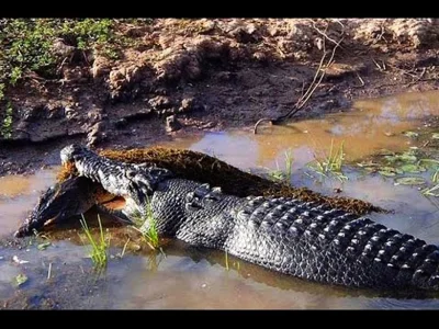 stanislaw-cybruch - #stan #kanibal #swiat #krokodyl Kanibalizm w Australii. Krokodyl ...