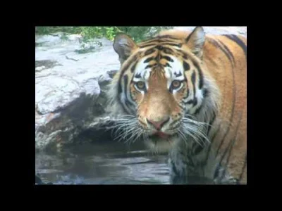 wilkor - Czy widziałeś oczy tygrysa ? ( ͡° ͜ʖ ͡°)



#zwierzaczki #zwierzeta #zoo...