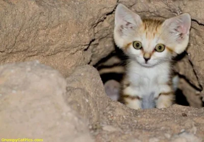 GraveDigger - Mały kot pustynny ( ͡° ͜ʖ ͡°)

#zwierzaczki #koty