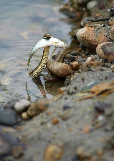 gloszezlewu - @Ghost81pl: a tutaj dzielny wąż ratuje niezdarną rybkę przed utonięciem...