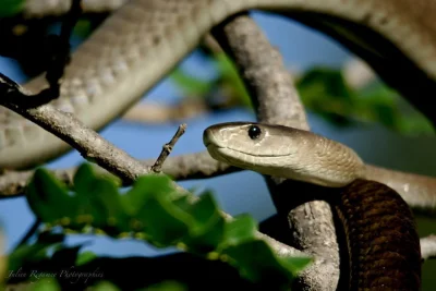 GraveDigger - Mamba czarna (Dendroaspis polylepis). Wspaniały wąż <3

#terrarystyka #...