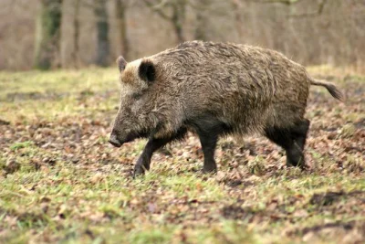 FEEDYOURHEAD - To już nie polowanie, nie obława, nie łów! To planowe niszczenie gatun...