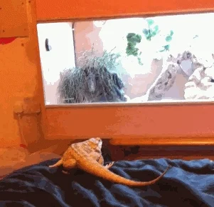 AnakondaWins - Myślałem, że tylko ssaki są takie nieogarnięte :/
#gif #gady #smieszn...