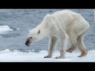 starnak - Niedźwiedź polarny, który umiera z globalnego ocieplenia