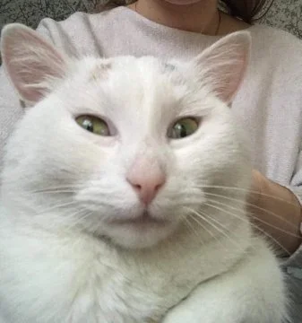 mitochondrion - Ma ktoś pomysł na mema z tym kotem? Bo widzę tu potencjał

Albo gdzie...