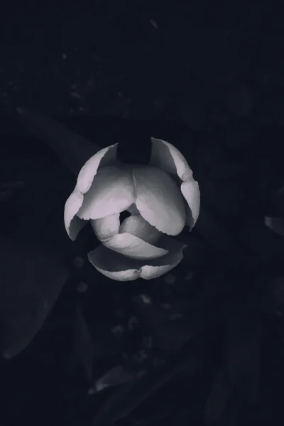 mvtedzky - Tulipan 

#fotografia #fotografiamobilna
