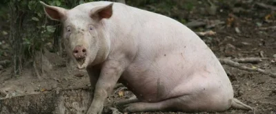 zafrasowany - Czy świnie widzą niebo? #kiciochpyta #pytanie #swinie #agrobiznes #chle...