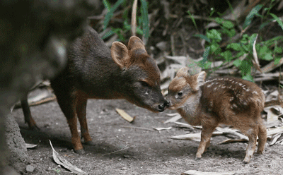 likk - #smiesznypiesek z mamełe 

#zwierzaczki #zwierzeta #pudu