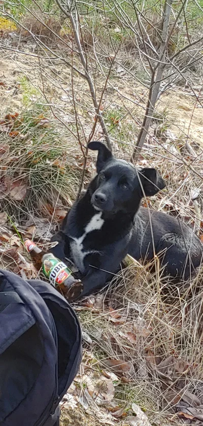 Tops - W końcu przylapalem mojego psa jak wypija mi żubry 

Co zrobić z psem alkoholi...