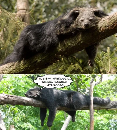 Hunchbacked - Patrzcie jaki Badminton. Wpiszcie w google Binturong One zawsze tak śpi...