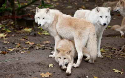 Wulfi - Wilk polarny (Canis lupus arctos) – jeden z największych podgatunków wilka sz...