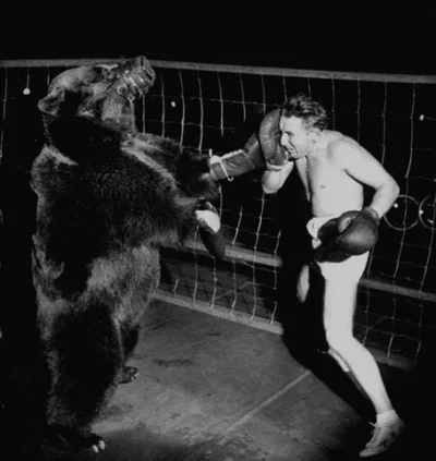 D.....r - @briskmann: 
Chwila gdzieś są zawody bokserskie z niedźwiedziami.