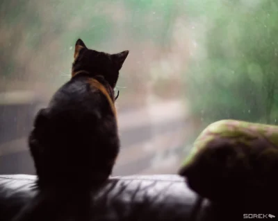 sorek - 27 zdjęcie #wyzwanie365klatek 
Link do pierwszego wpisu <== 
Tytuł dzisiejs...