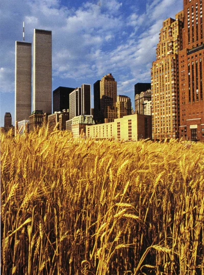 myrmekochoria - Agnes Denes, Pole jęczmienia na wysypisku Battery Park City, maj 1982...