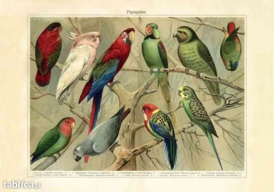S.....r - Papugi rycina

#papugi #ptaki #zwierzeta #zwierzaczki #przyroda #natura #...