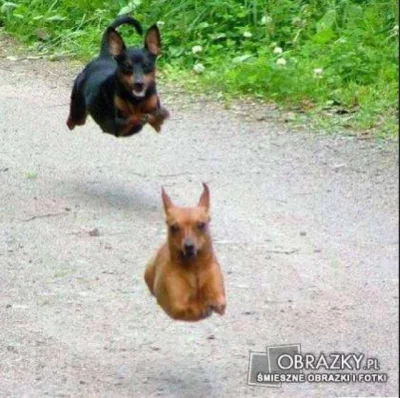 Kappa1337 - To są prawdziwe latające psy.