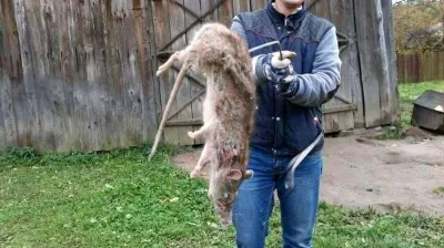 m.....3 - #zwierzaczki #natura #ciekawostki

16-kilogramowy szczur zabity pod Biały...