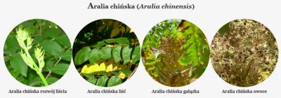 p.....2 - ok, dziś pierwszy krótki wpis #polskiedrzewa 

Aralia chińska (Aralia chi...