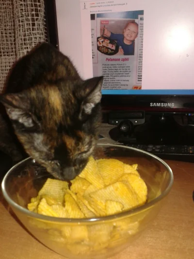 Pieczarka - Mój kot kradnie chipsy... 
#koty #pokazkota #smiesznypiesek #kradno ##!$%...