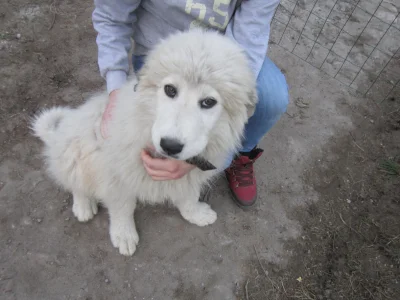 Oizdur - #pies #pokazpsa
Może pomożecie wybrać imię dla psa?