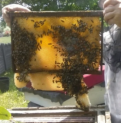 szybkitosiek - #pszczelarstwo #pszczoly #miod Wiatajcie :) W tym roku mam problem z m...