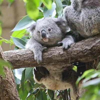 Najzajebistszy - Koala na dobranoc. ʕ•ᴥ•ʔ

#koala #koalowabojowka #zwierzaczki