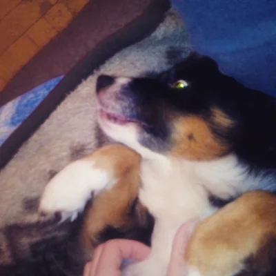 s0k0l_pl - Pozdro od Rokiego macie :)
#pies #dog #toniekot