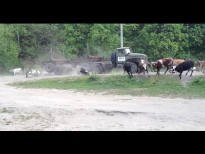 zerthimon - #cows #krowy #truck #ciezarowka #auta #samochody #drzewa #zwierzaczki #zw...