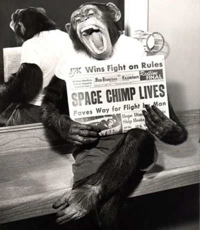 brusilow12 - Szympans Ham) jeden z pierwszych naczelnych w kosmosie, wysłany w ramach...