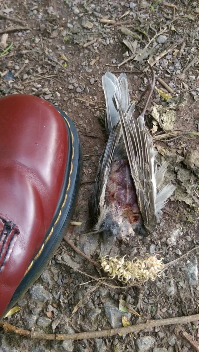Renton - Poor little bird. #zwierzeta #ornitologia #wlasne #spacer