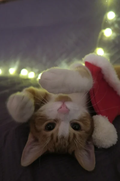 Johnny_M - Świąteczny kitku Was pozdrawia! (⌐ ͡■ ͜ʖ ͡■)
#pokazkota #kitku #koty