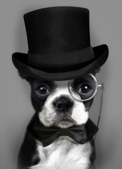 Jabcok - Nie ma czasu na wyjaśnienia mirki! Plusujcie psa w cylindrze.
#pies #gentel...